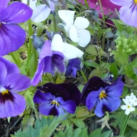 Les Cigognes * Neuwiller-lès-Saverne