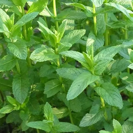 Les Cigognes Casa vacanze