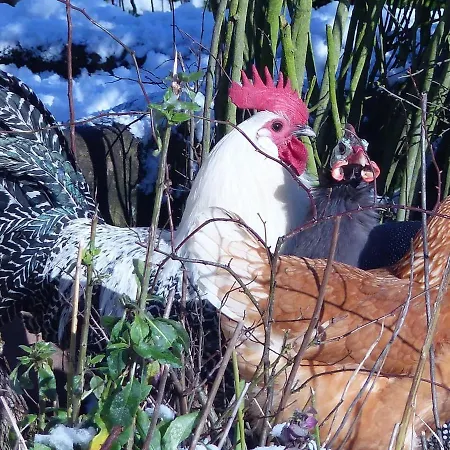 Casa vacanze Les Cigognes Neuwiller-lès-Saverne