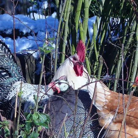 Les Cigognes * Neuwiller-lès-Saverne