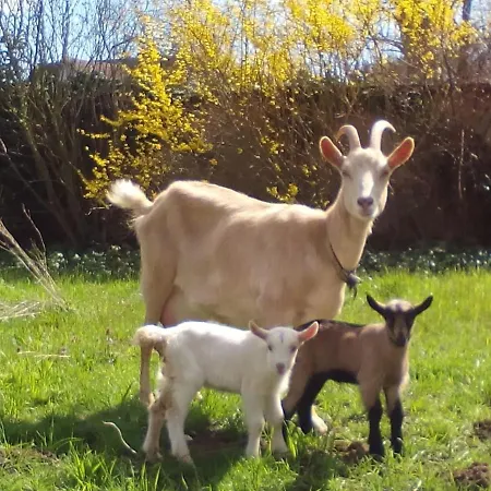 Les Cigognes * Neuwiller-lès-Saverne